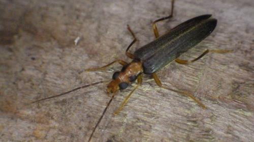 Nacerdes carniolica
